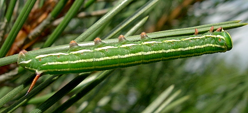 Fourth instar larva of Hyloicus pinastri, Oxfordshire, England. Photo: &copy; Tony Pittaway.