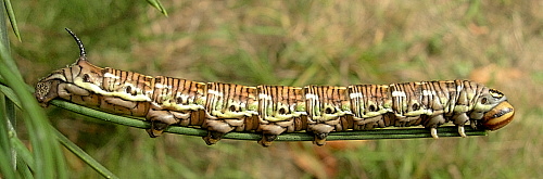 Feeding full-grown larva of Hyloicus pinastri, Oxfordshire, England. Photo: &copy; Tony Pittaway.
