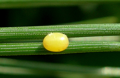 Egg of Hyloicus pinastri, Oxfordshire, England. Photo: &copy; Tony Pittaway.
