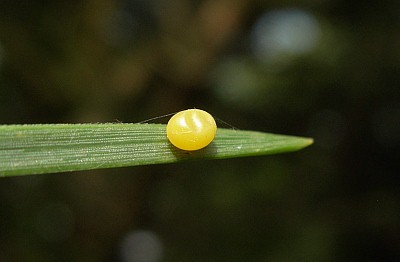 Egg of Hyloicus pinastri, Cholsey, Oxfordshire, England, 18.vii.2009. Photo: &copy; Tony Pittaway.