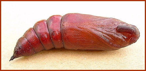 Pupa of Hyloicus pinastri, Oxfordshire, England. Photo: &copy; Tony Pittaway.