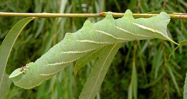 Full-grown intermediate form larva of Smerinthus planus planus, Kunming, Yunnan, China, 22.viii.2005. Photo: &copy; Tony Pittaway