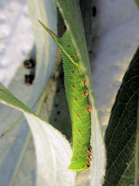 Third instar yellow-green form larva of Smerinthus planus planus, Yazu, Tottori Prefecture, Honshu, Japan. Photo: &copy; Pascal R�gnier.