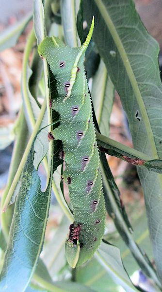 Early fifth instar blue-green form larva of Smerinthus planus planus, Yazu, Tottori Prefecture, Honshu, Japan. Photo: &copy; Pascal R�gnier.