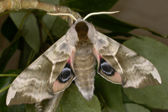 Hybrid of Smerinthus planus (China) x Smerinthus ocellatus ocellatus (England). Photo: &copy; Mark Boddington.