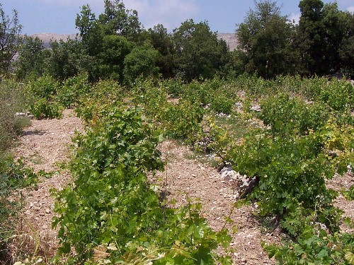 Typical habitat of Theretra alecto, southern Lebanon. Photo: &copy; Jarek Bury