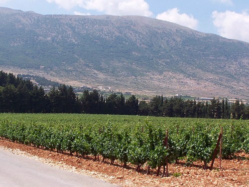 Typical habitat of Theretra alecto, southern Lebanon. Photo: &copy;Jarek Bury