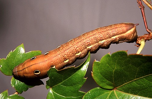 Full-grown brown form larva of Theretra alecto, Alanya, southern Turkey, vi.2004. Photo: &copy; Tony Pittaway