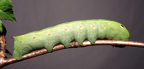 Full-grown green form larva of Theretra alecto (side view), Alanya, southern Turkey, vi.2004. Photo: &copy; Tony Pittaway