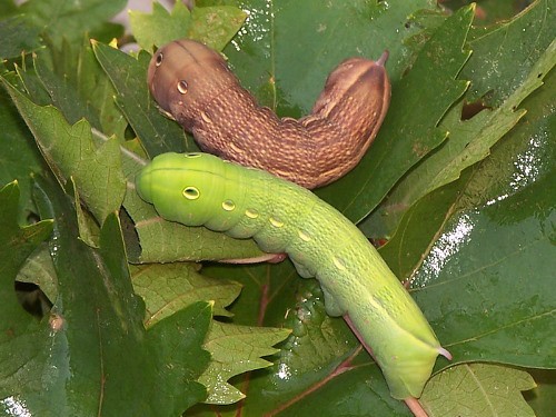 Full-grown brown & green form larvae of Theretra alecto, southern Lebanon. Photo: &copy; Jarek Bury
