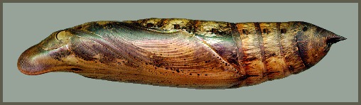 Pupa of Theretra alecto, Alanya, Turkey, vi.2004. Photo: &copy; Tony Pittaway