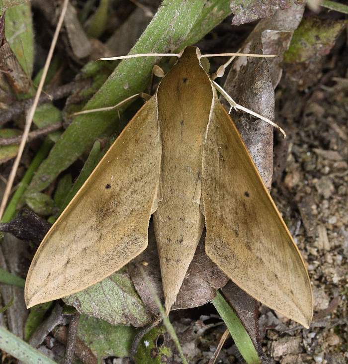 Male Theretra boisduvalii, Laos. Photo: &copy; Jean Haxaire.