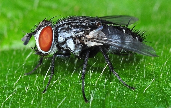Tachinid fly (Drino (Zygobothria) atropivora) reared from the final instar larva of Acherontia lachesis lachesis, Singapore. Photo: &copy; Leong Tzi Ming.