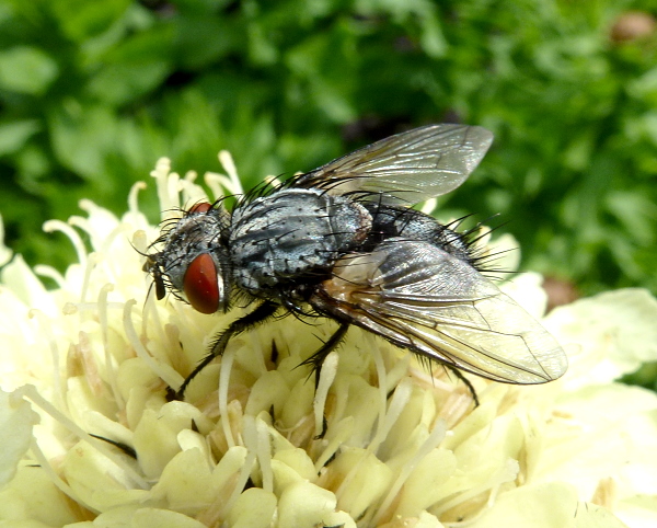 Tachinid fly (Masicera sphingivora) reared from the final instar larva of Hyles siehei (collected 20.vi.2011), Erciyes Daghi, Kayseri Province, Turkey, 1650m. Photo: &copy; Tony Pittaway.