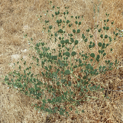 Zygophyllum fabago, the main host of Hyles zygophylli, near Ararat City, Ararat region, Armenia, 16.vi.2021. Photo: &copy; Vyacheslav Ivonin & Yanina Ivonina